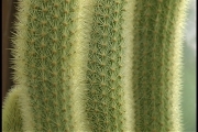 Picture of some cactus