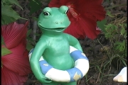 Frog with an inner-tube