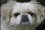 White dog