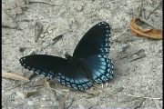 Picture of a spicebush swallowtail