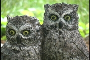 Owl statue