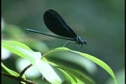 Black and blue damselfly