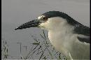Picture-of-a-night-heron-by-the-water