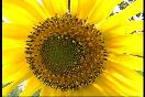 Picture-of-a-sunflower-close-up