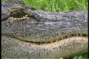 Picture-of-an-alligator-close-up