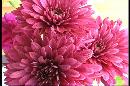 Picture-of-red-chrysanthimums-close-up