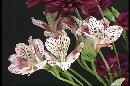 Picture-of-some-flowers-in-a-vase