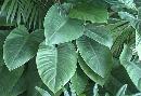 Picture-of-some-green-foliage