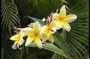 Picture-of-some-yellow-plumeria-in-front-of-palms